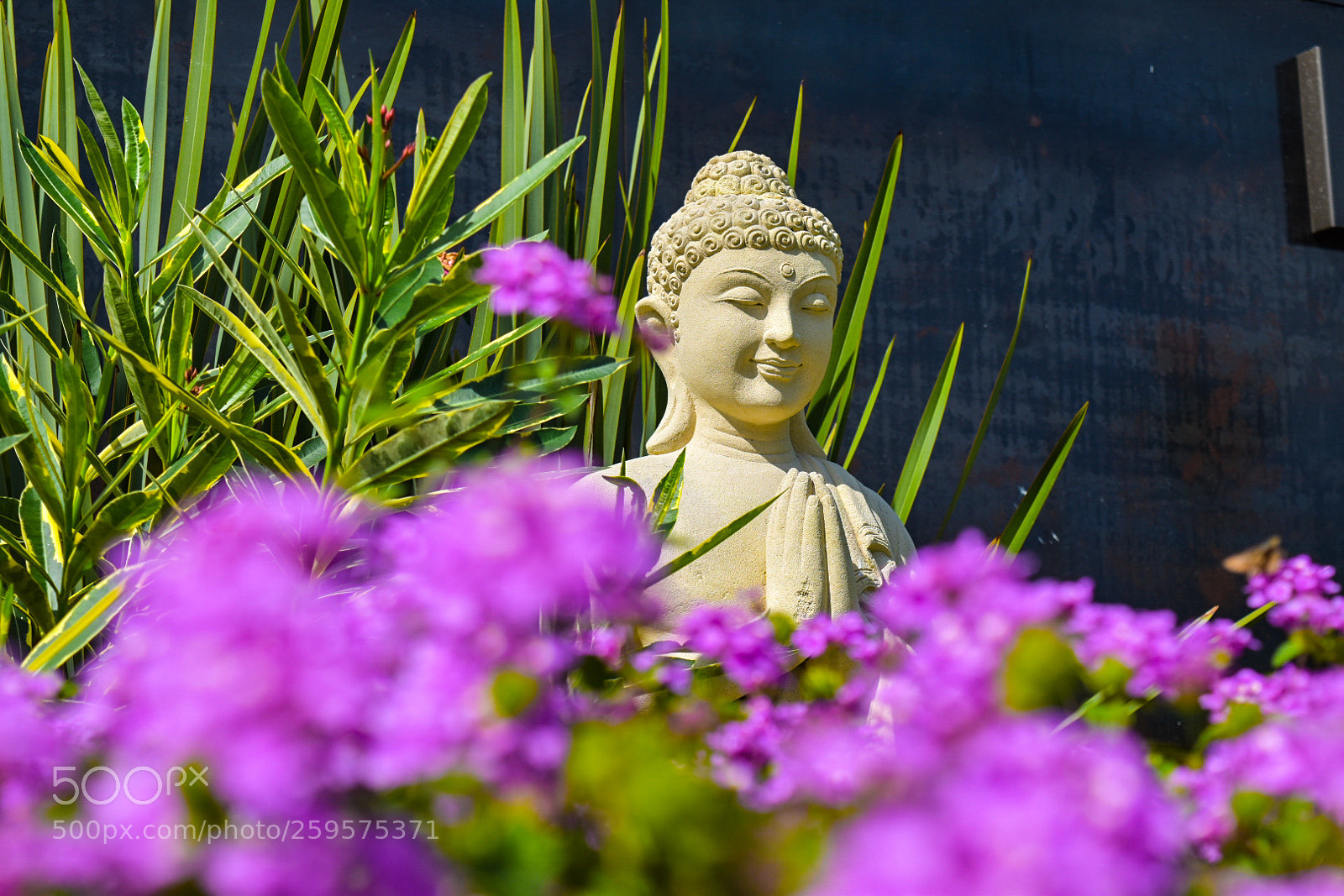 Nikon D5500 sample photo. Untitled photography