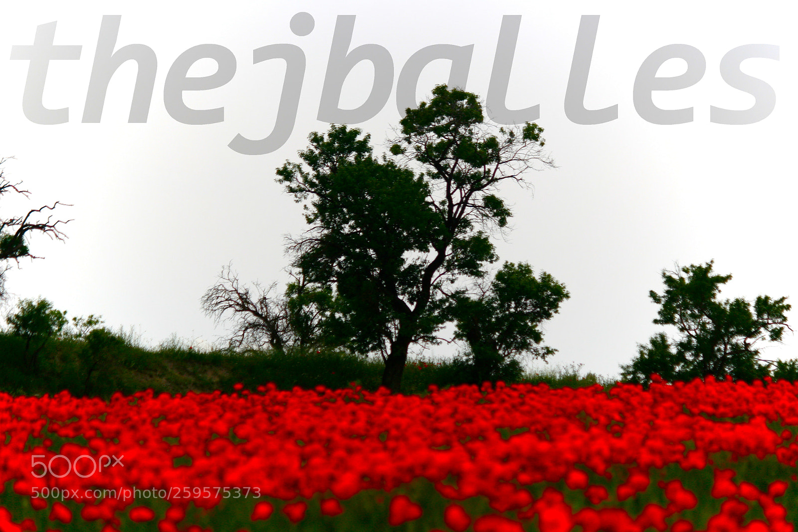 Canon EOS 30D sample photo. Poppy field photography