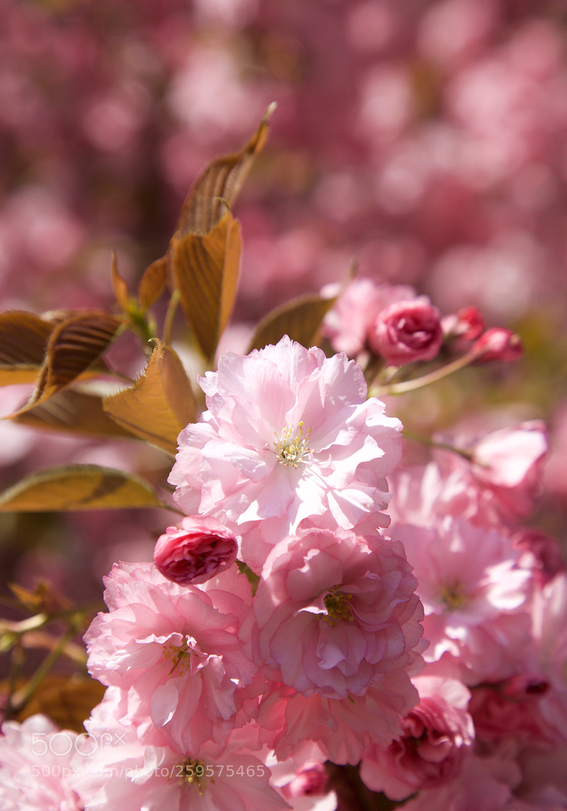 Canon EOS 5D Mark II sample photo. ⁂ photography