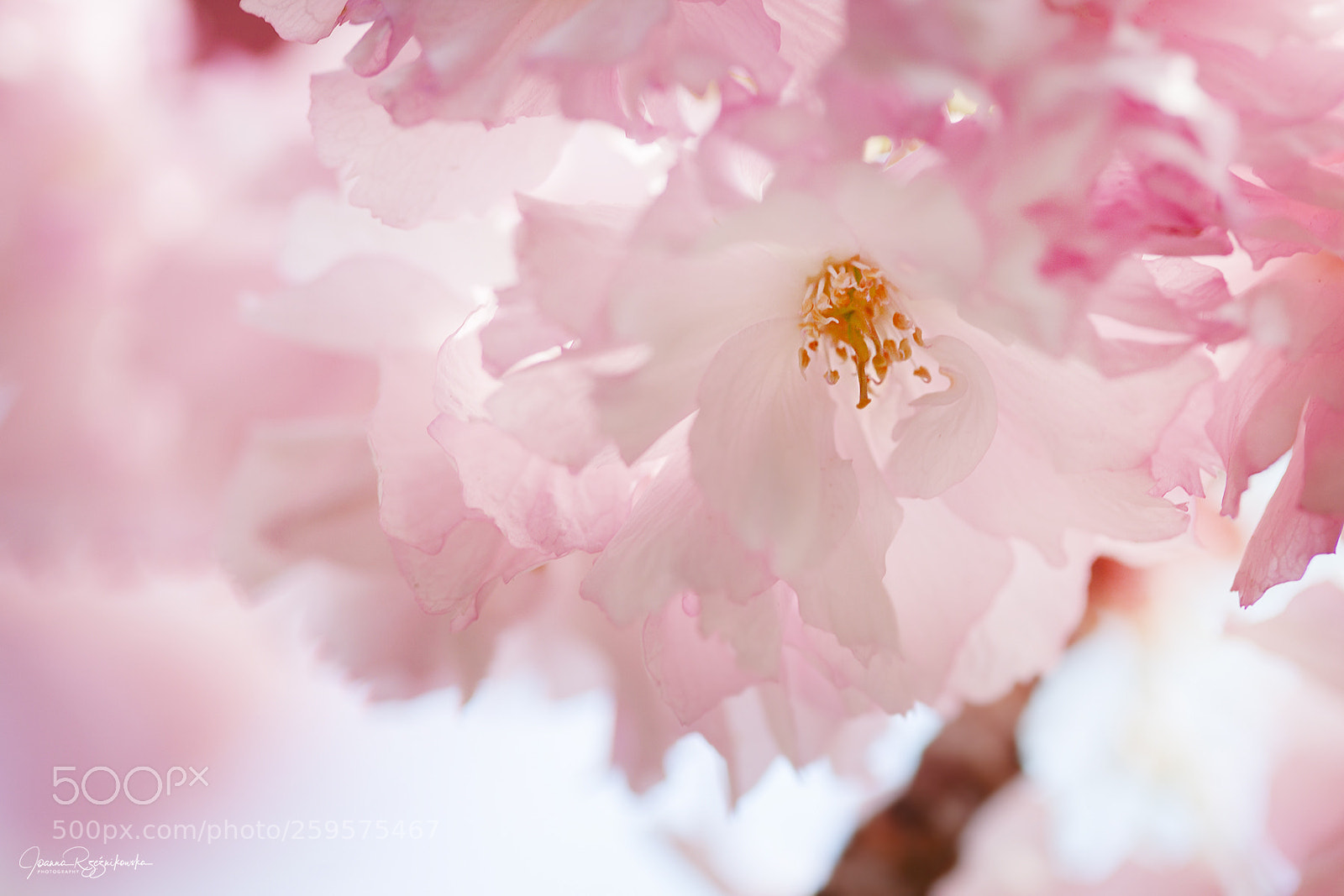 Canon EOS 5D Mark II sample photo. Tasting the spring photography