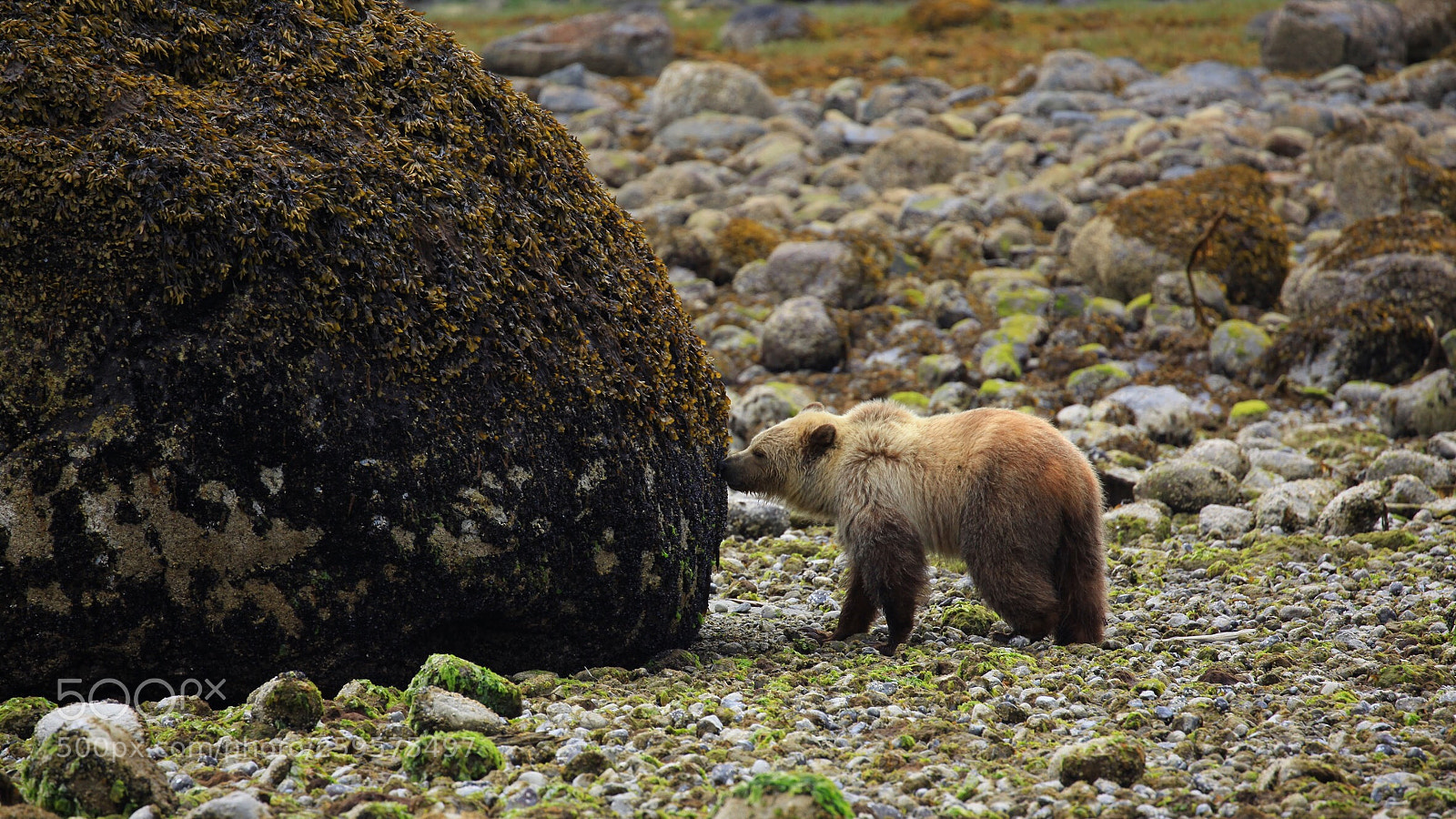 Canon EOS 5D Mark II sample photo. Low tide photography