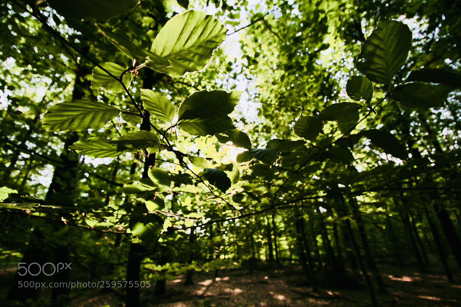 Canon EOS 70D sample photo. Forest photography