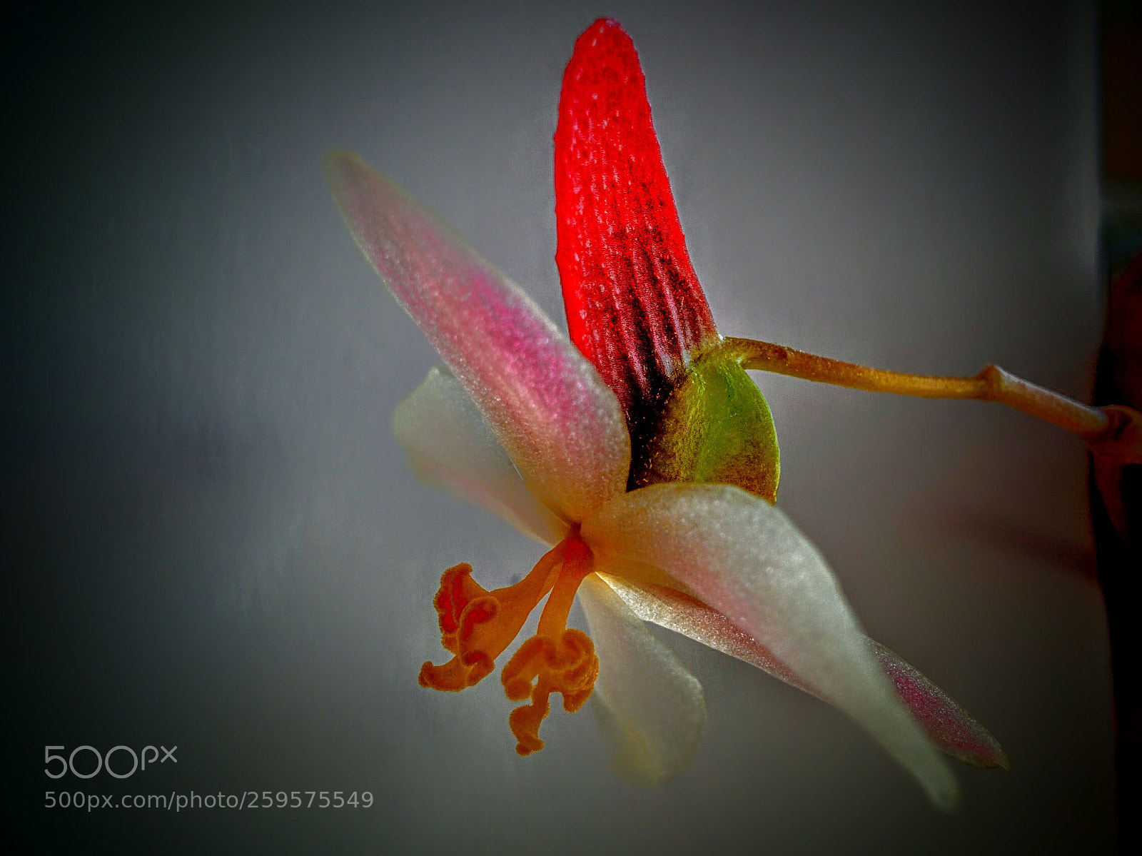 LG Nexus 5 sample photo. Begonia rex photography