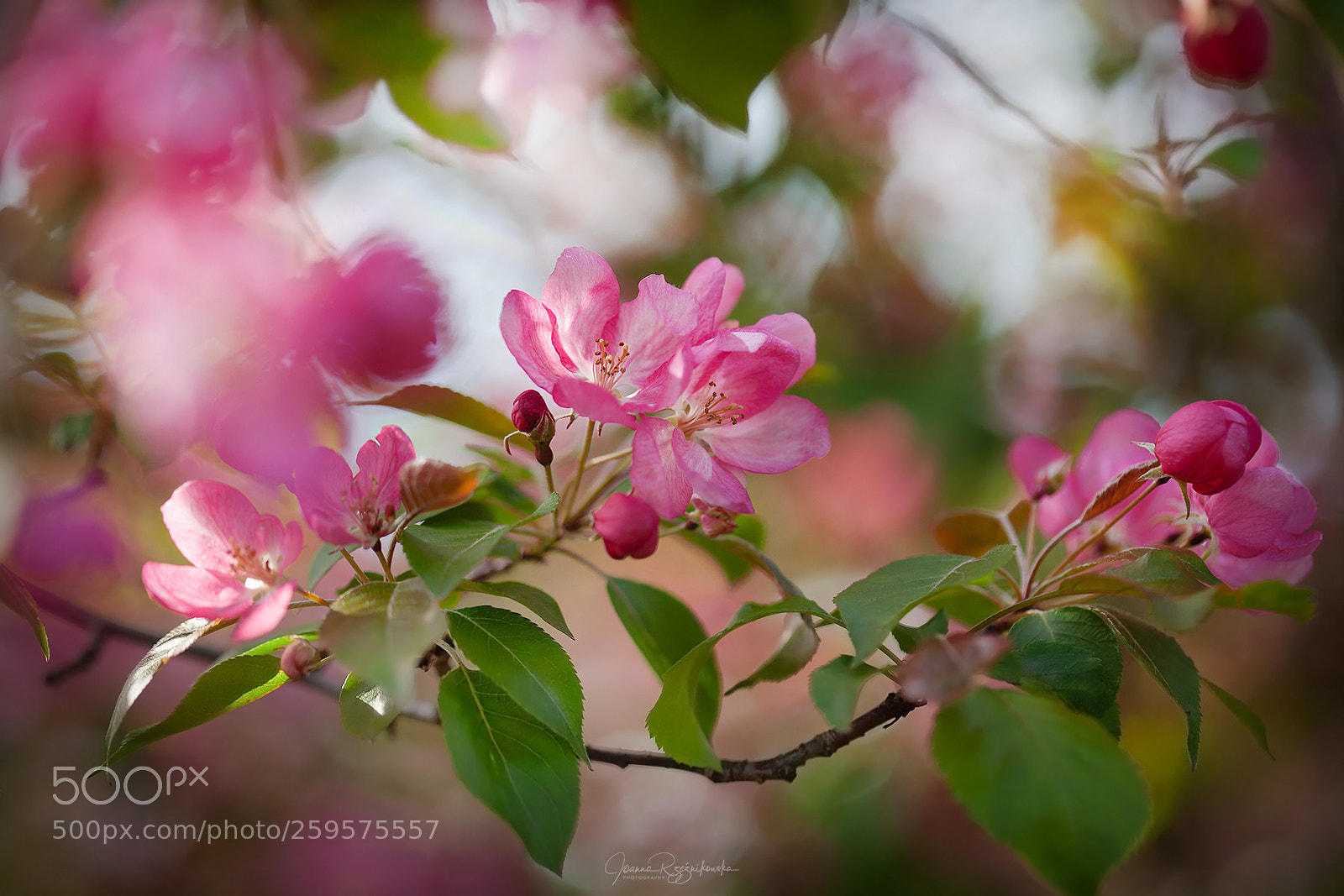 Canon EOS 5D Mark II sample photo. Tasting the spring photography