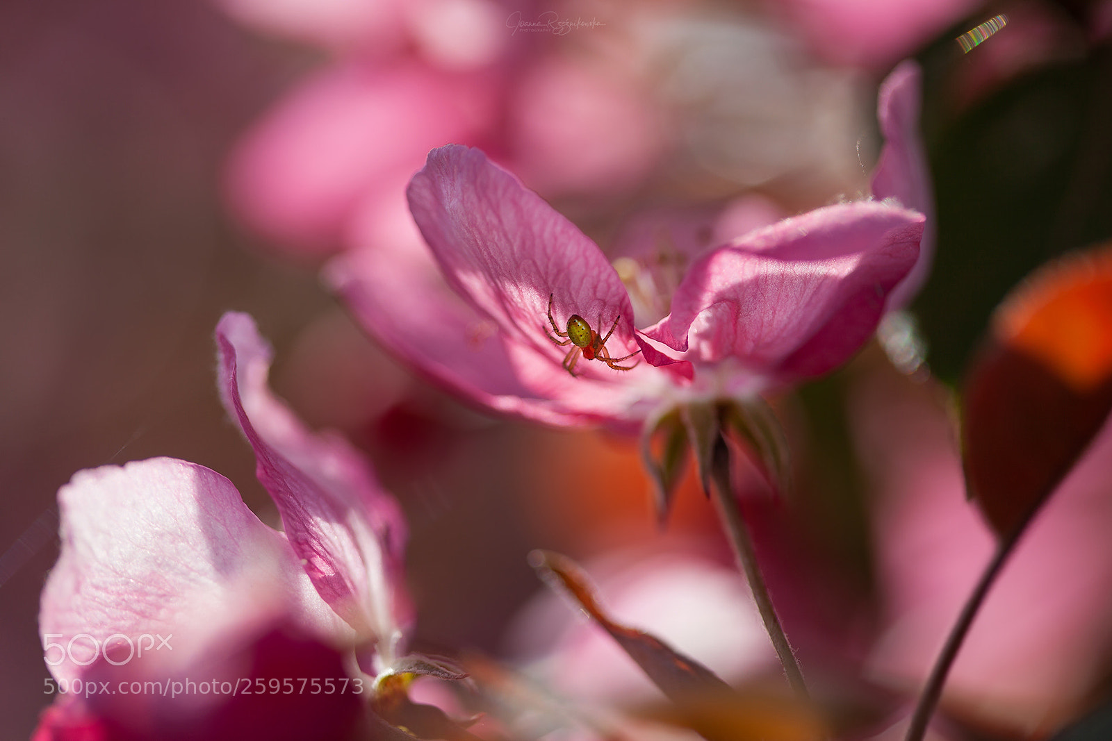 Canon EOS 5D Mark II sample photo. Tasting the spring photography