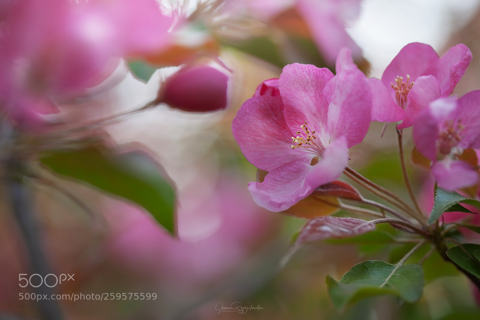 Canon EOS 5D Mark II sample photo. Tasting the spring photography