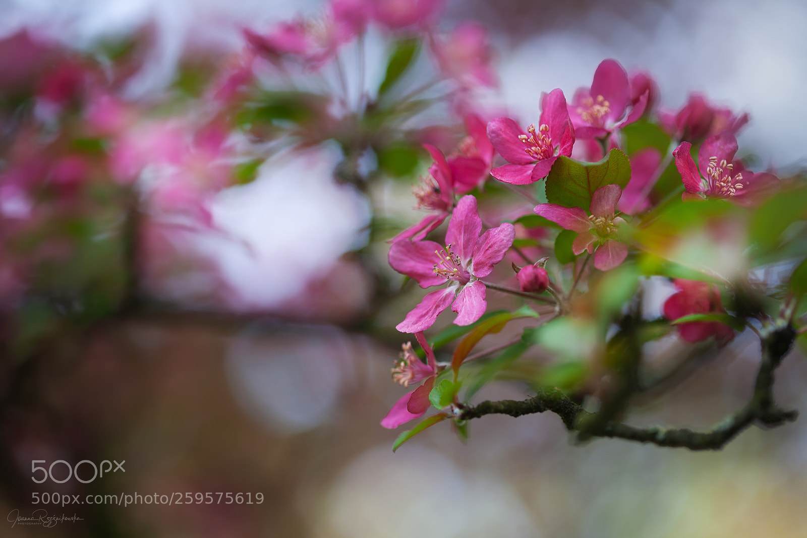 Canon EOS 5D Mark II sample photo. Tasting the spring photography
