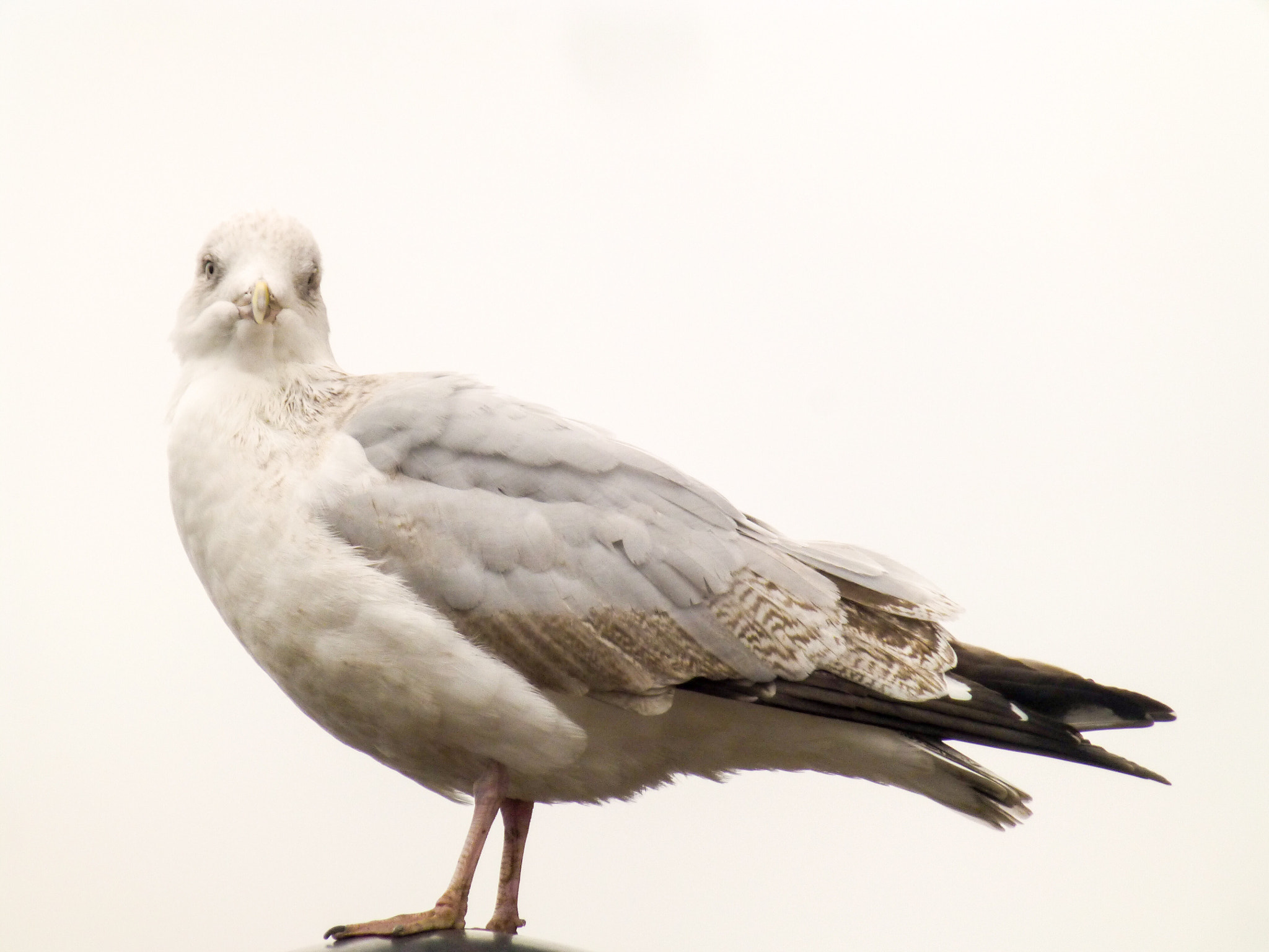 Panasonic Lumix DMC-ZS20 (Lumix DMC-TZ30) sample photo. Grey sky behind a seagull perched on a post photography