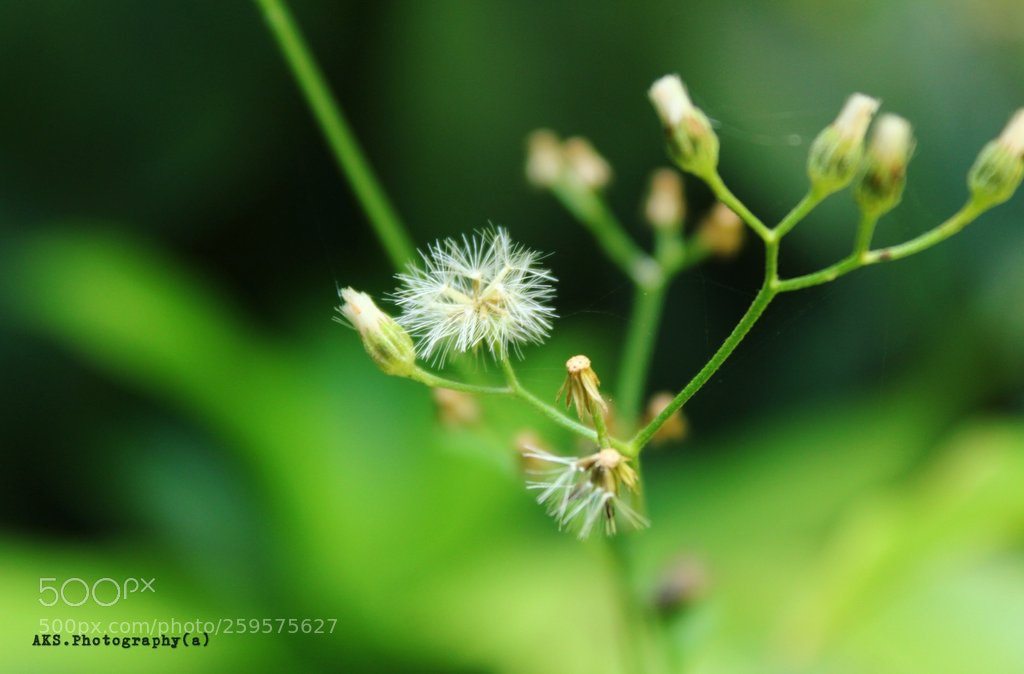 Canon EOS 1300D (EOS Rebel T6 / EOS Kiss X80) sample photo. Wild plant photography