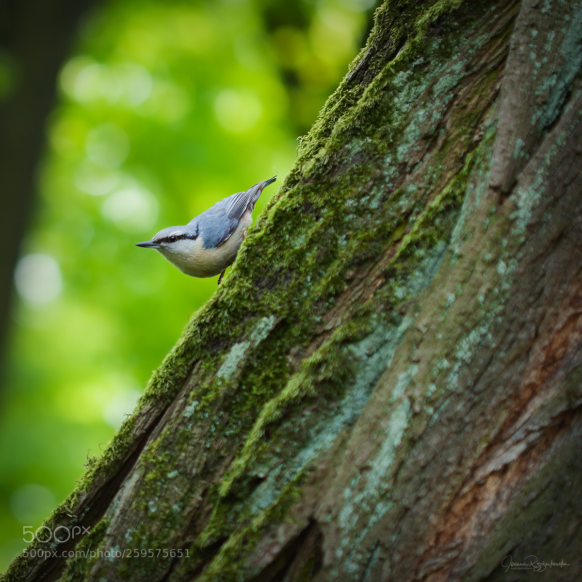 Canon EOS 5D Mark II sample photo. Tasting the spring photography