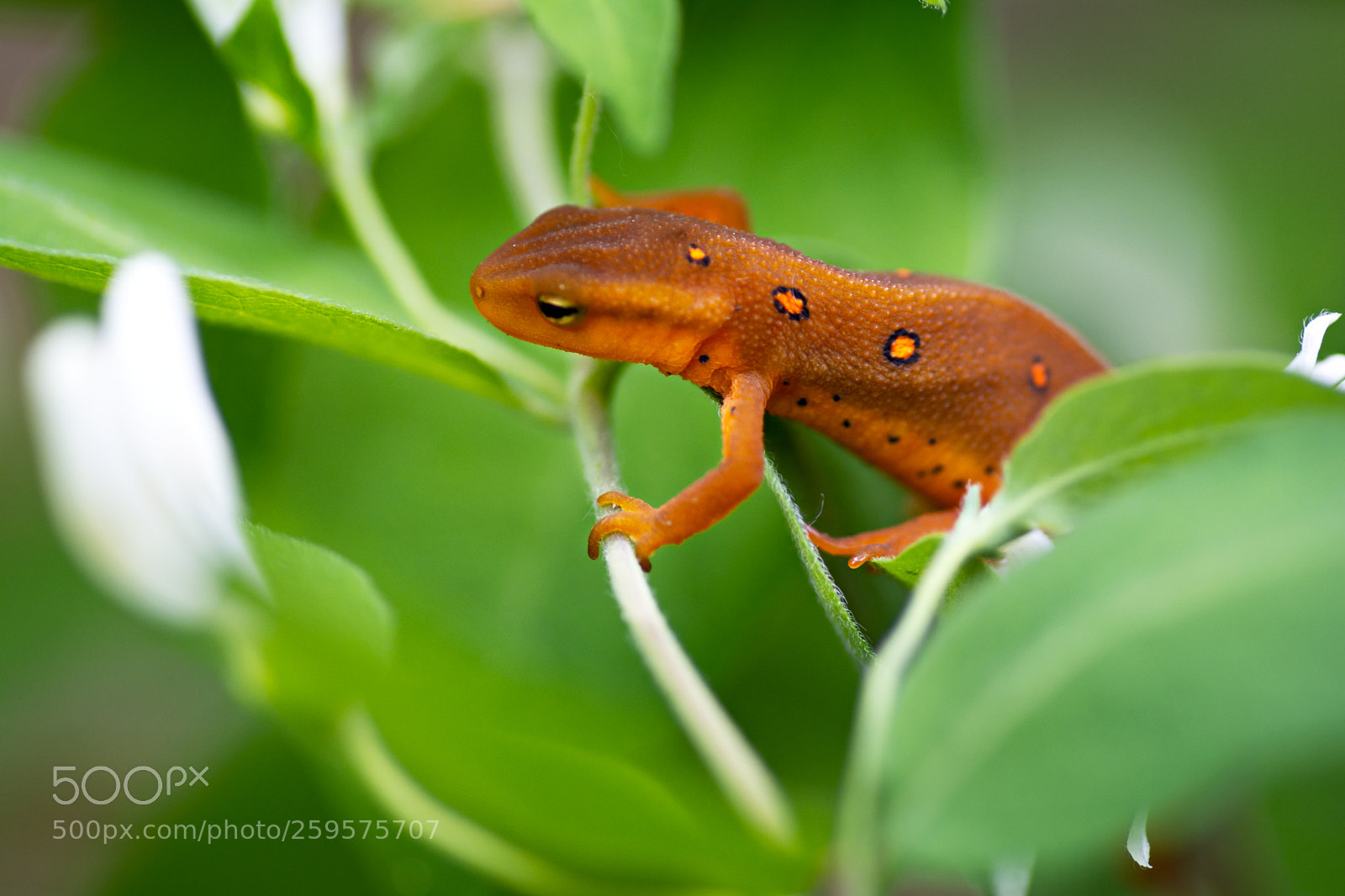 Nikon D7100 sample photo. Red eft photography