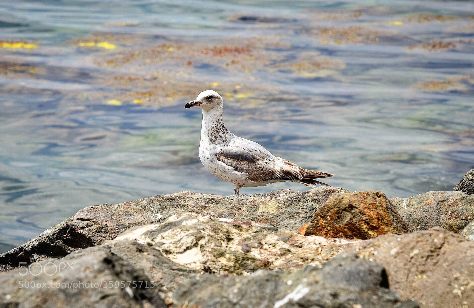 Nikon D750 sample photo. Seagull photography