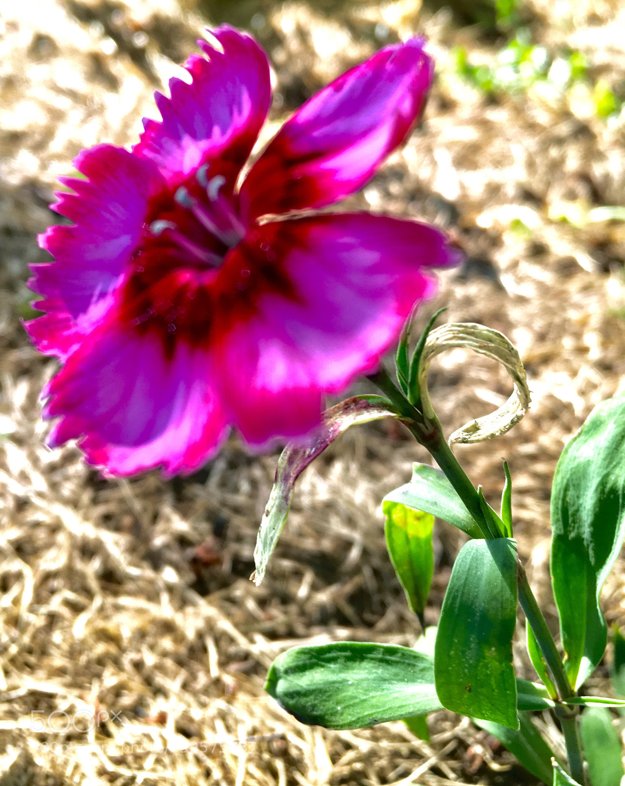 Apple iPhone 6s sample photo. Iphone macro photography
