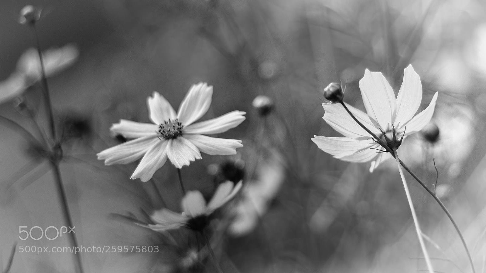 Canon EOS 700D (EOS Rebel T5i / EOS Kiss X7i) sample photo. Two flowers photography