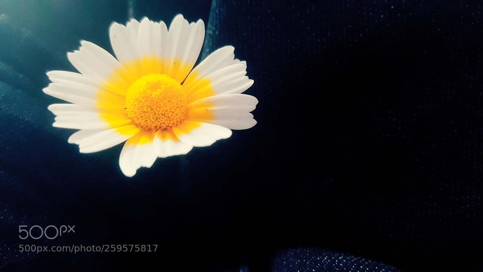 Samsung Galaxy Note5 sample photo. Flower photography