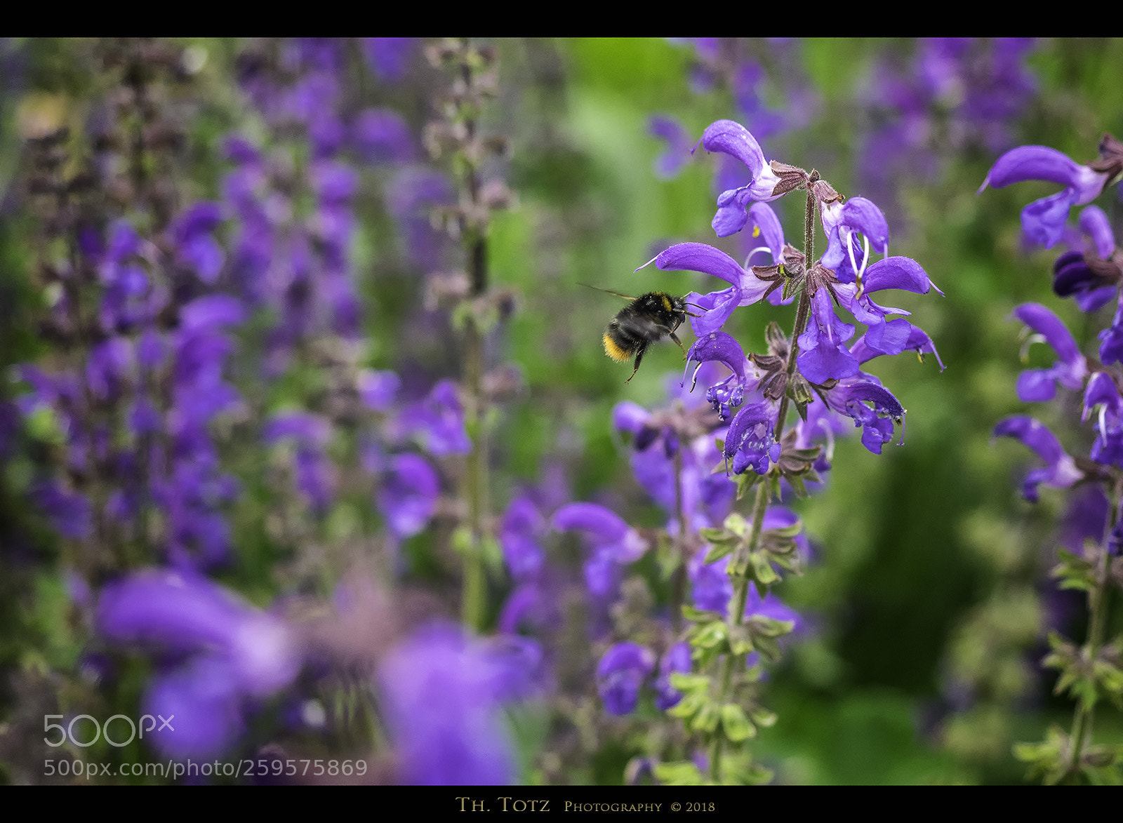 Olympus OM-D E-M1 sample photo. Lavender photography