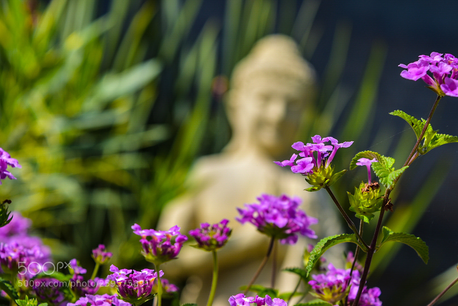 Nikon D5500 sample photo. Untitled photography