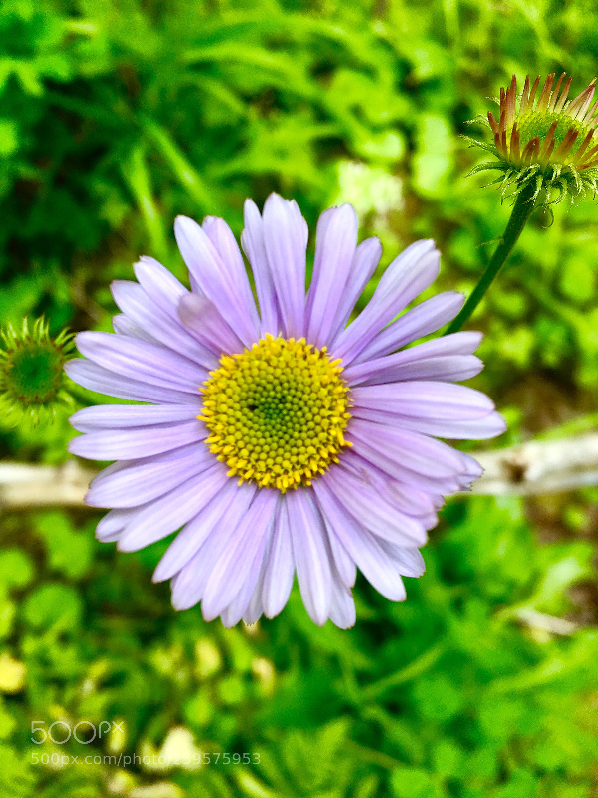 Apple iPhone 6s sample photo. Velvet photography
