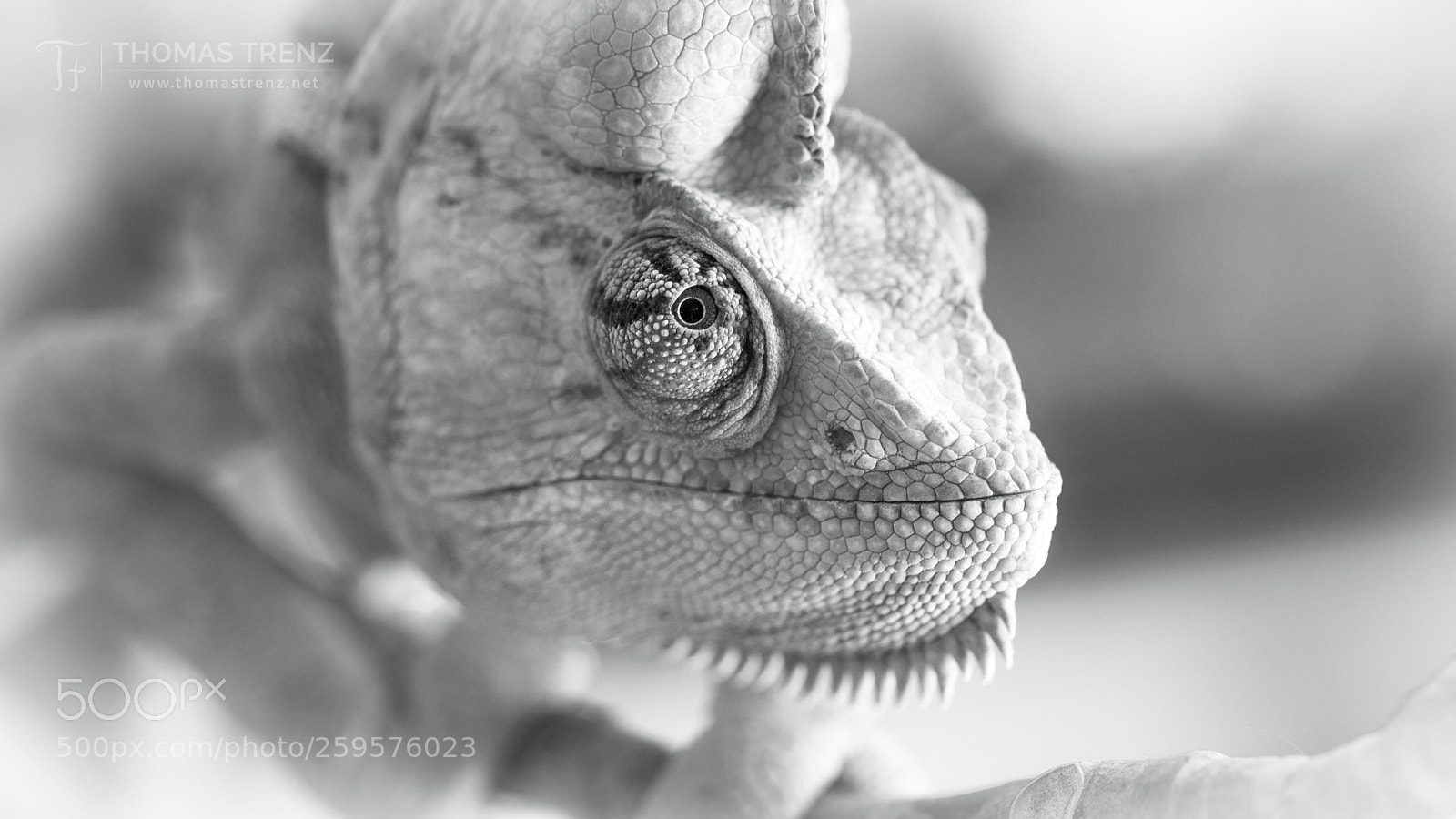 Nikon D600 sample photo. On the hunting photography