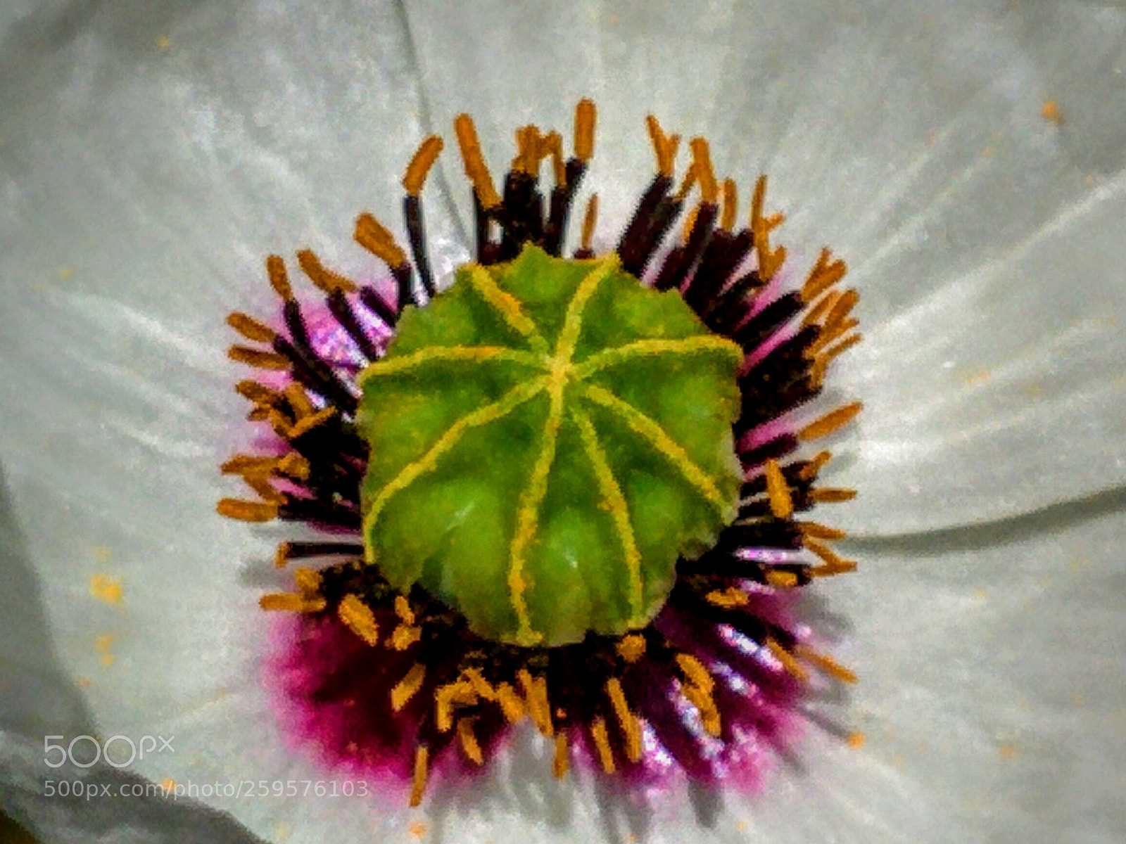 LG Nexus 5 sample photo. Opium m photography