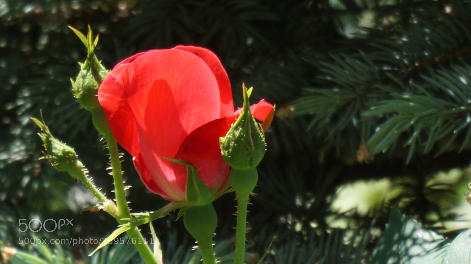 Sony a6000 sample photo. Flower photography