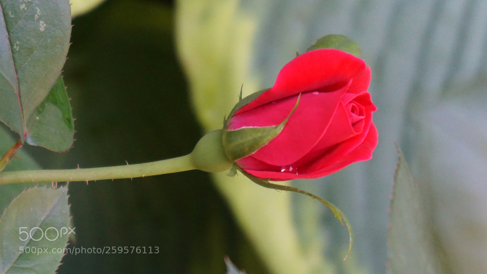 Sony a6000 sample photo. Flower photography