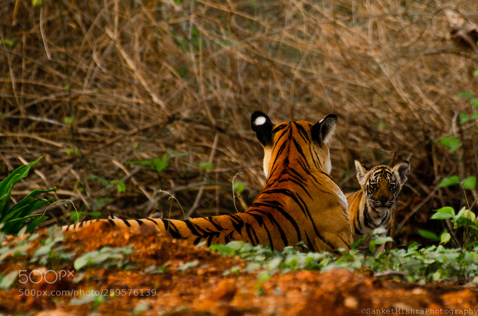 Nikon D5100 sample photo. A tiger tale, mom photography
