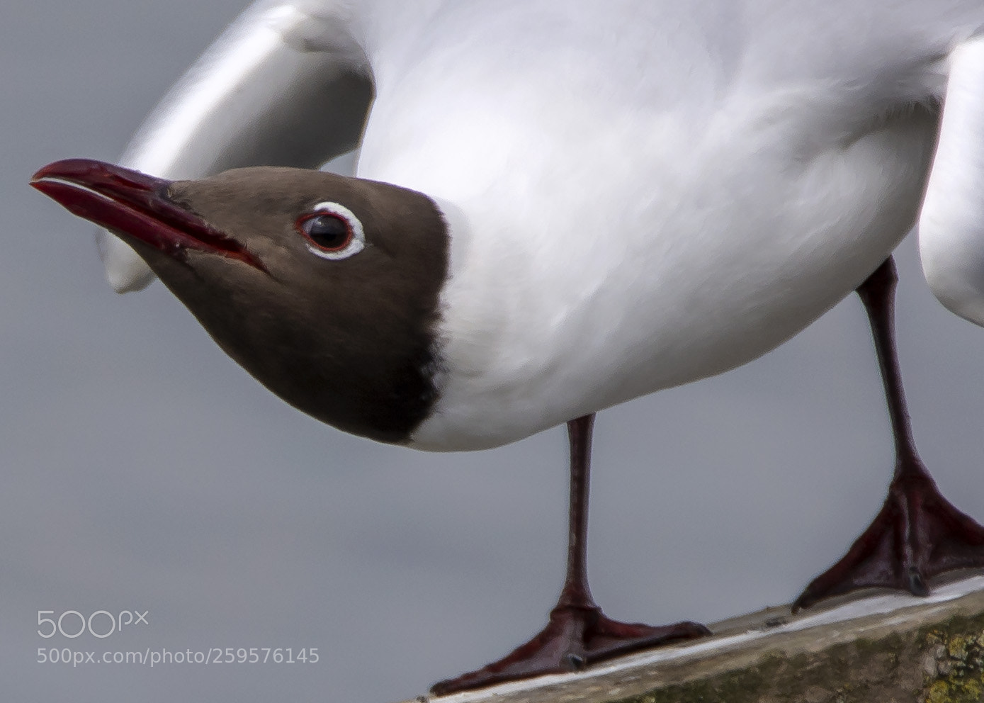 Nikon D7100 sample photo. Black headed gull photography