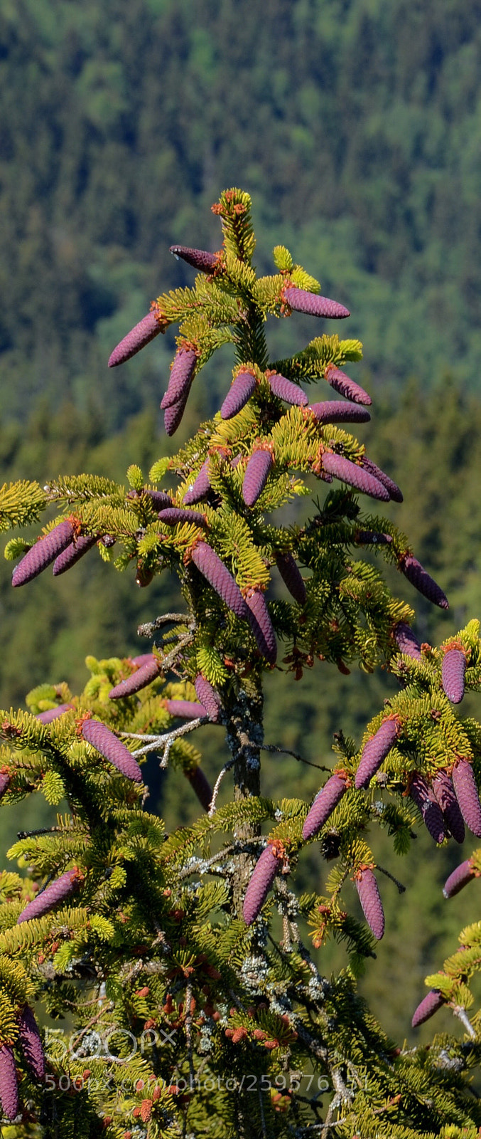 Nikon D7000 sample photo. Purple photography