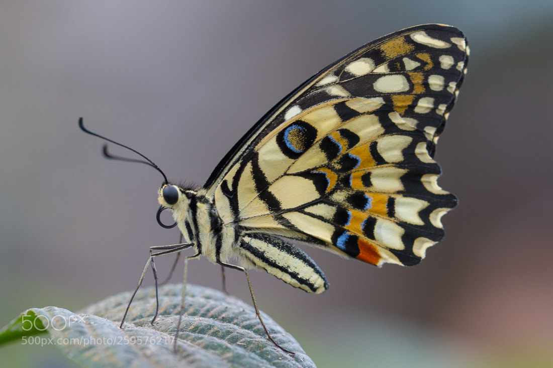 Canon EOS 7D sample photo. Butterfly photography