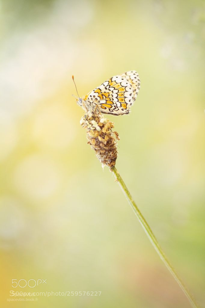 Nikon D7100 sample photo. Melithea butterfly photography