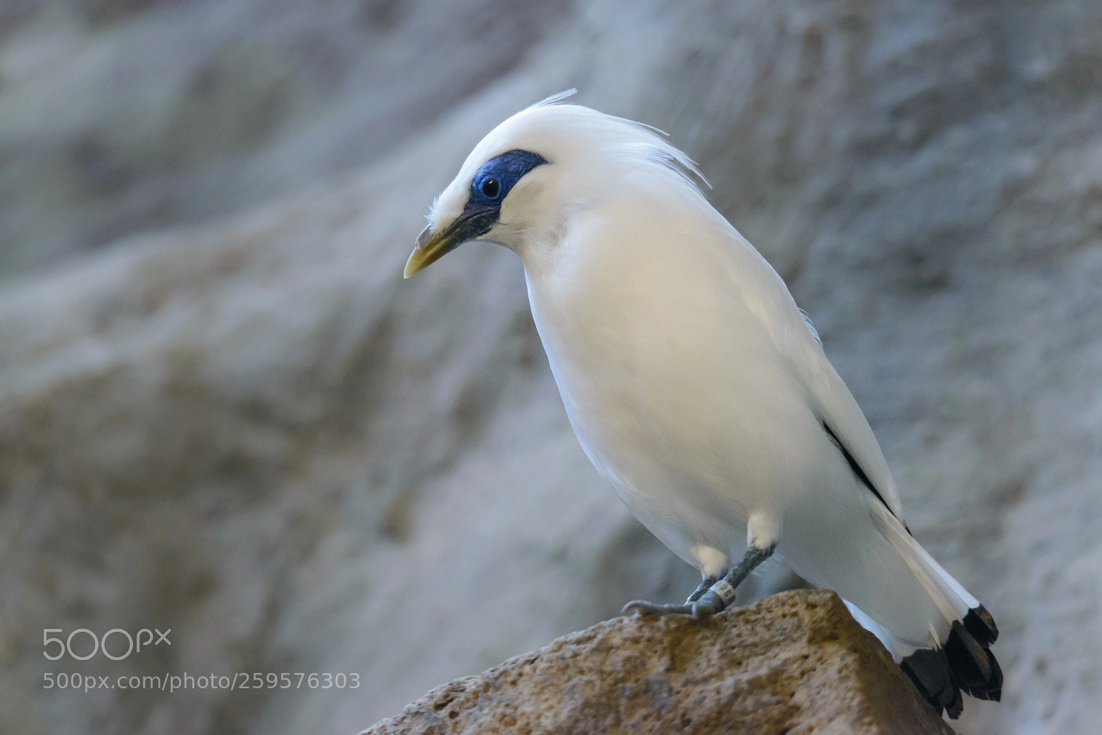 Nikon D600 sample photo. Bali myna photography
