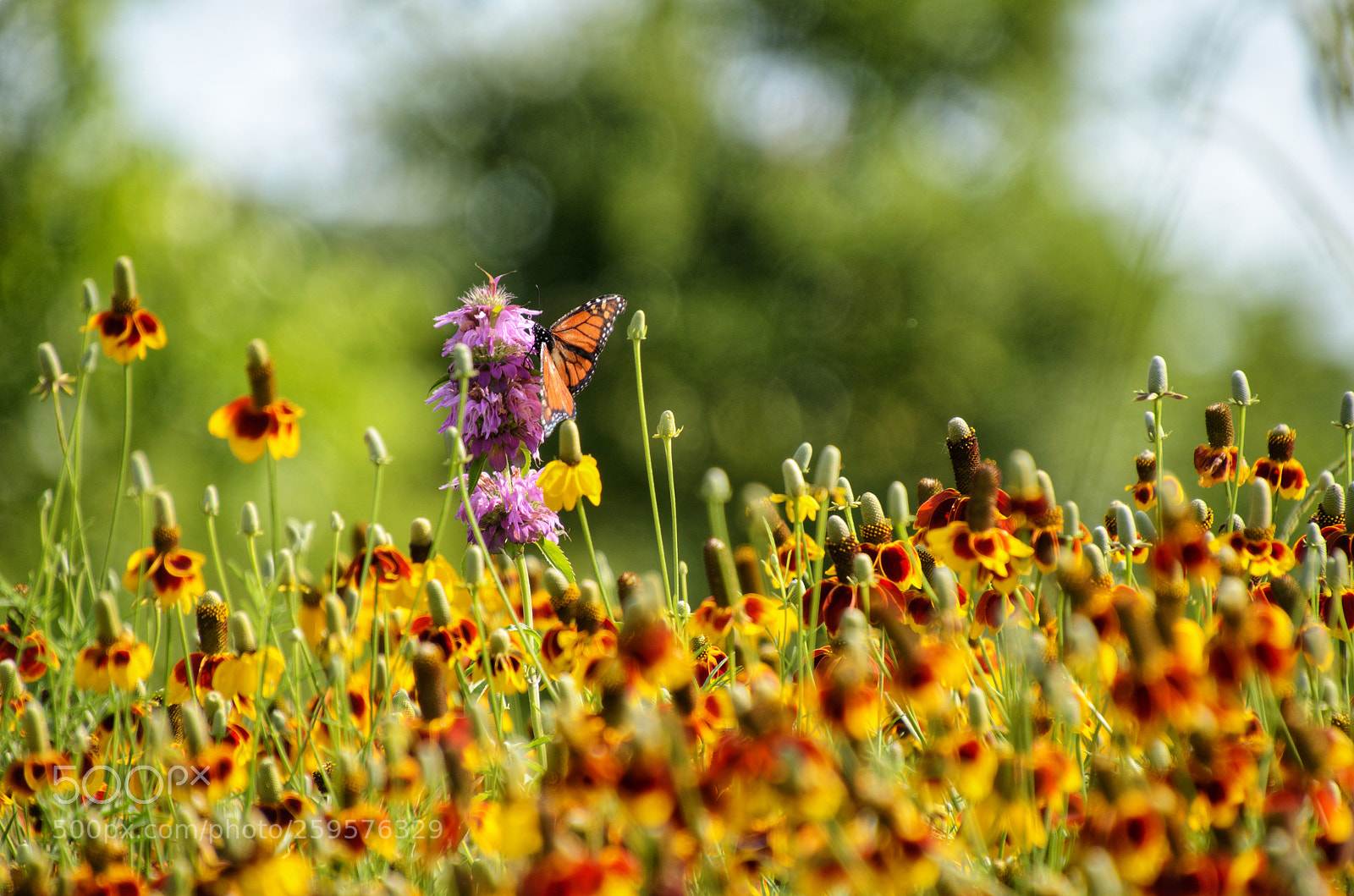 Nikon D5100 sample photo. Spot the butterfly photography