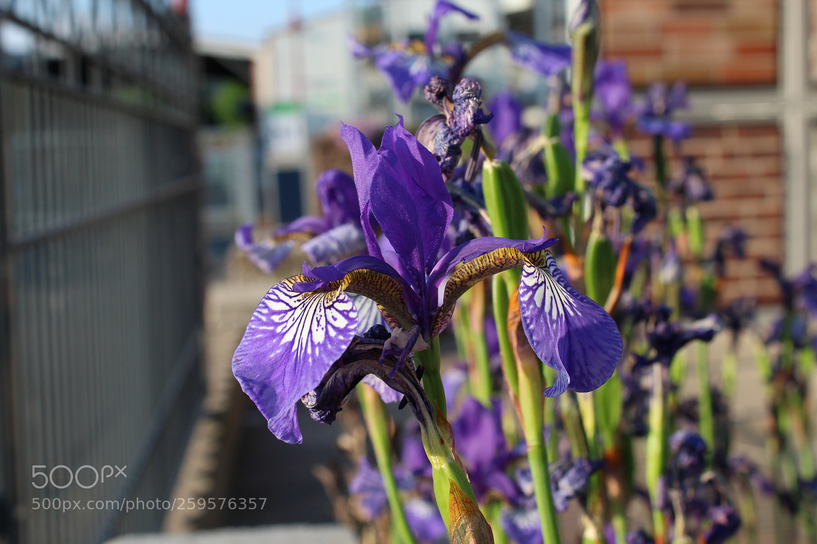Canon EOS 1300D (EOS Rebel T6 / EOS Kiss X80) sample photo. Untitled photography