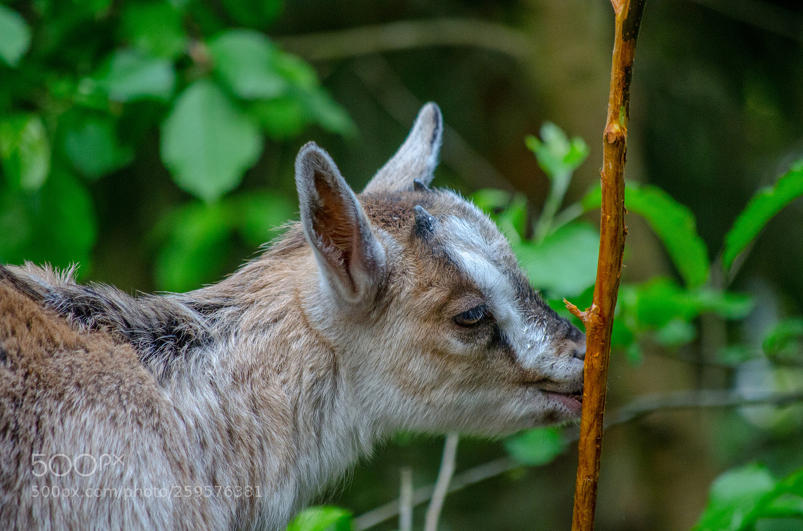 Nikon D5100 sample photo. Little baby goat photography