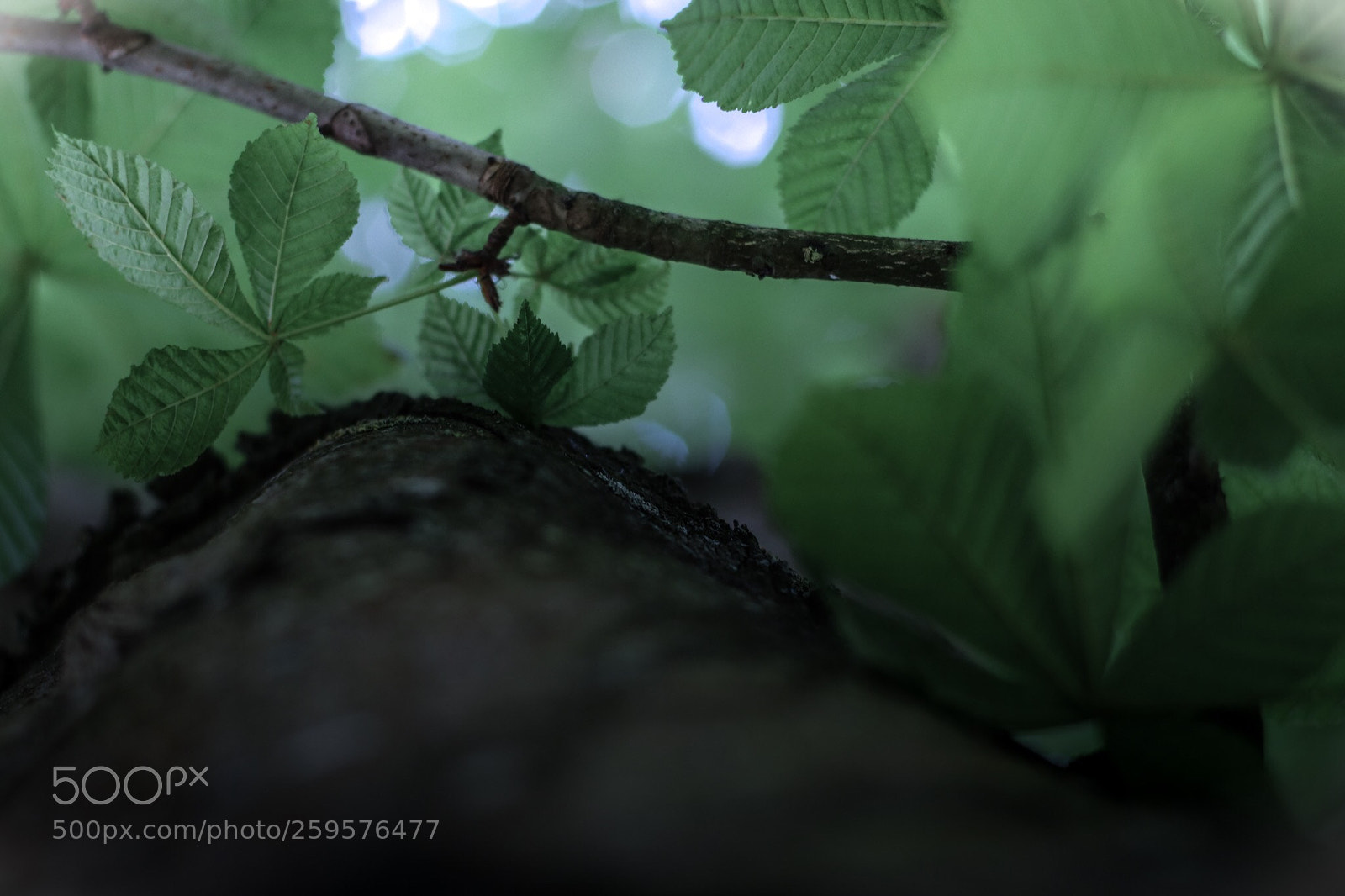 Canon EOS 80D sample photo. Forêt noir  photography