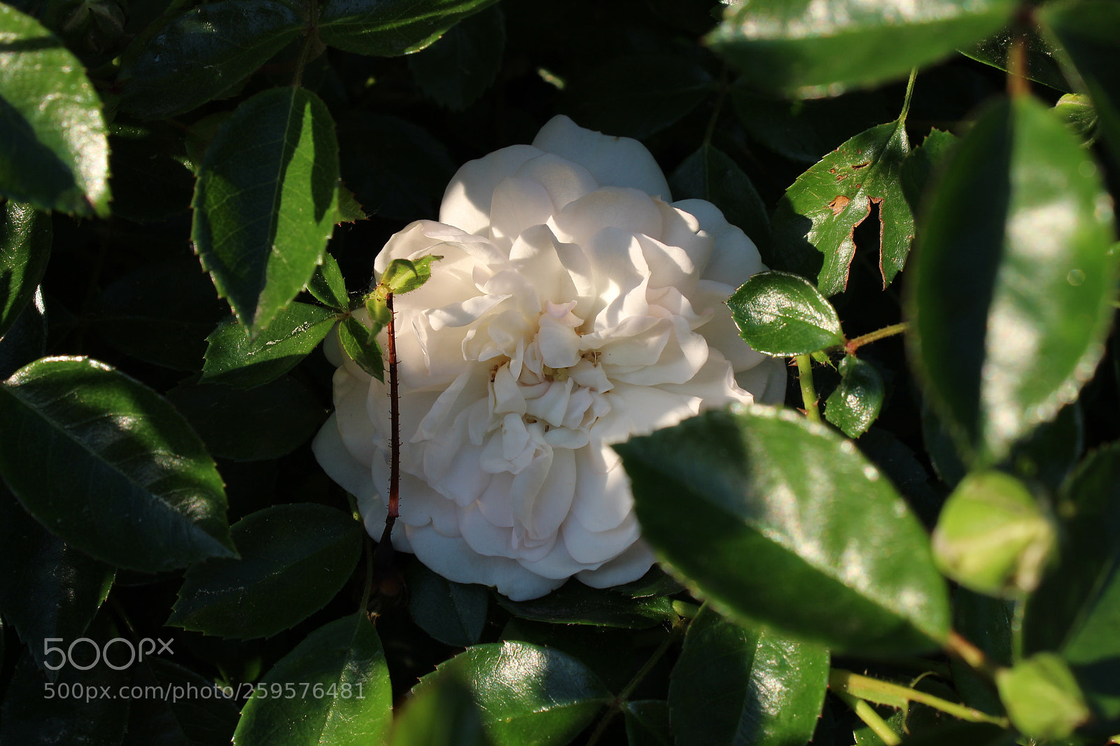Canon EOS 1300D (EOS Rebel T6 / EOS Kiss X80) sample photo. Hidden beauty photography