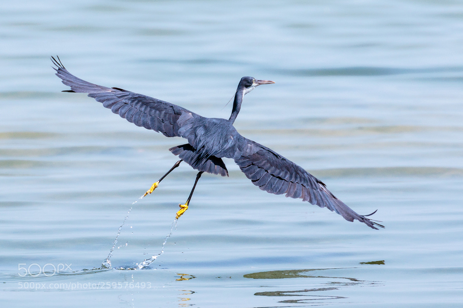 Canon EOS 7D Mark II sample photo. Great blue heron photography
