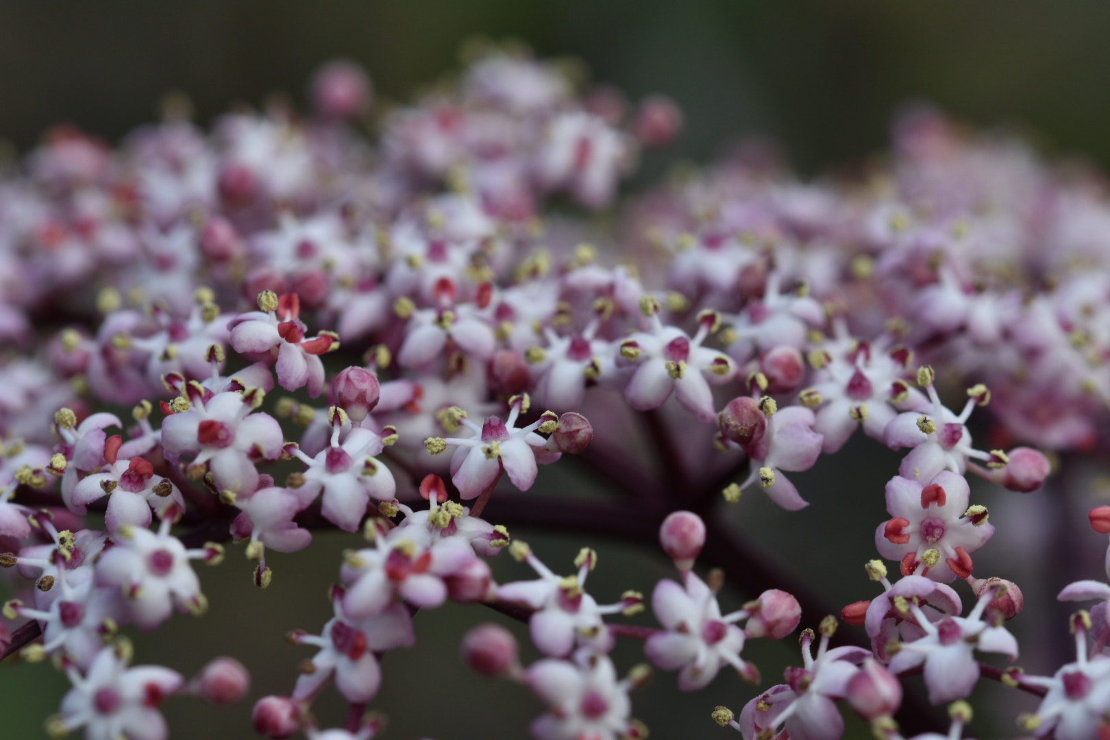 Nikon D7200 + Sigma 105mm F2.8 EX DG OS HSM sample photo. Flower photography