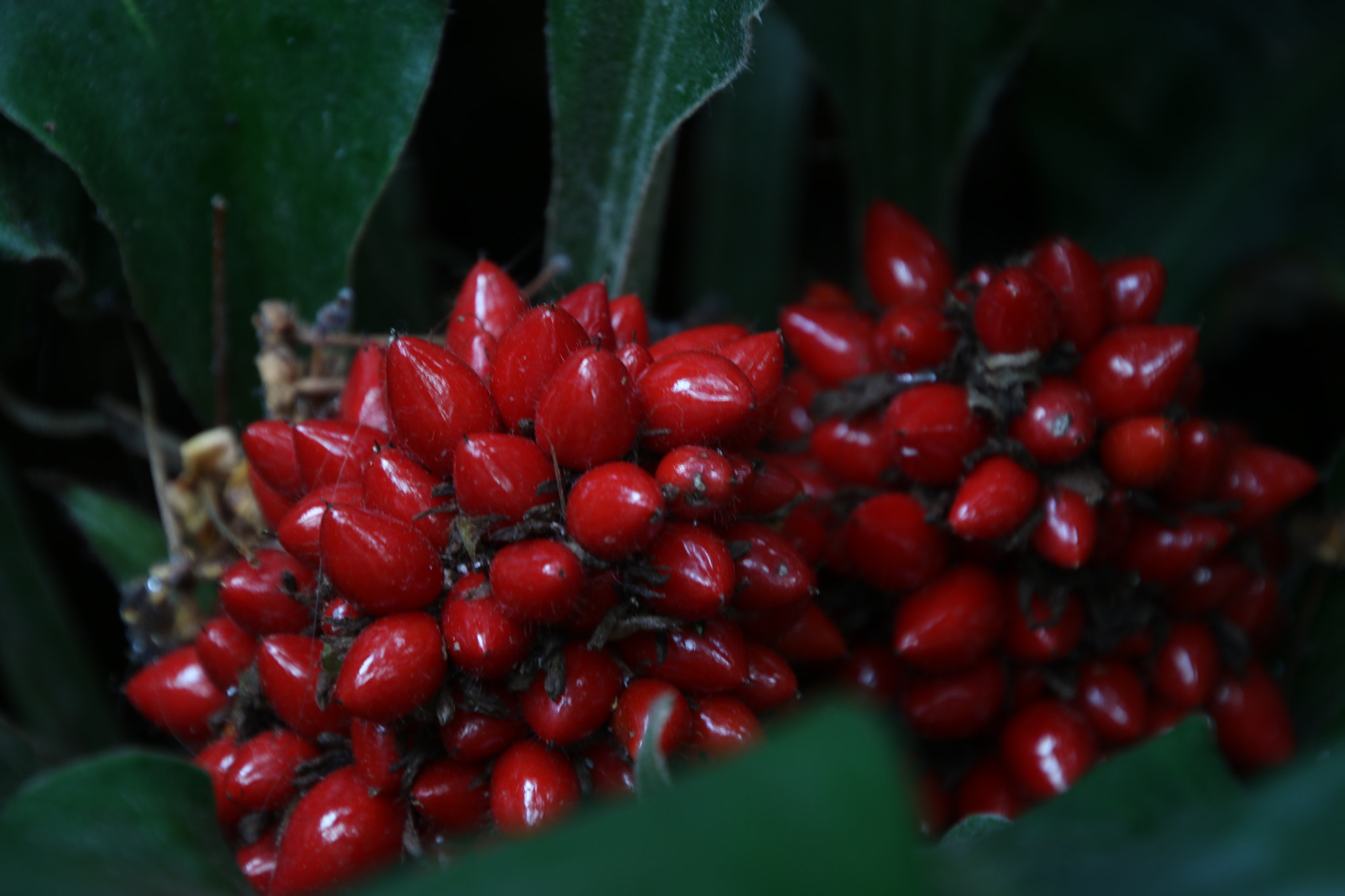 Canon EOS 7D Mark II sample photo. Red berries photography