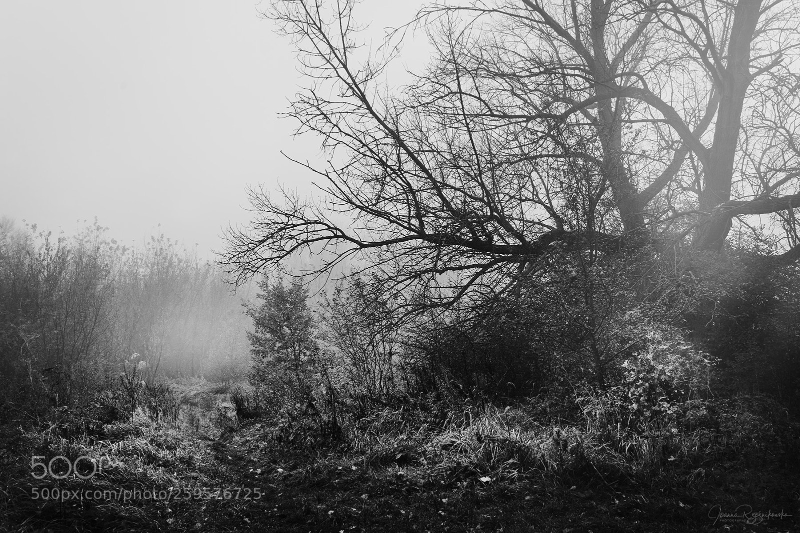Canon EOS 5D Mark II sample photo. How dark is your photography