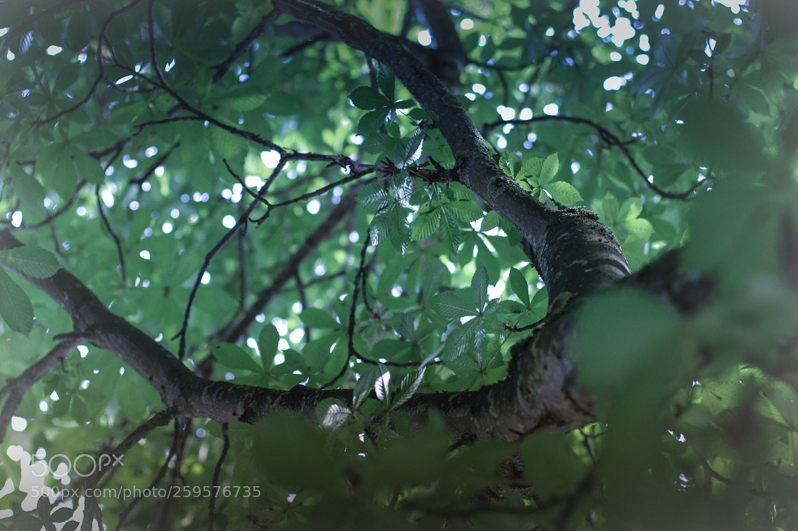 Canon EOS 80D sample photo. Forêt enchantée  photography