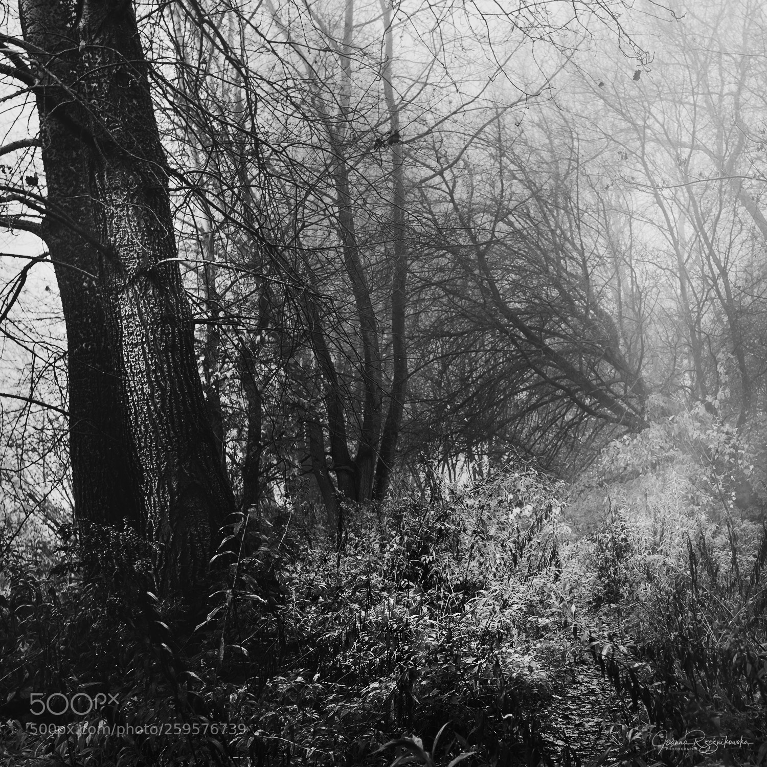 Canon EOS 5D Mark II sample photo. How dark is your photography
