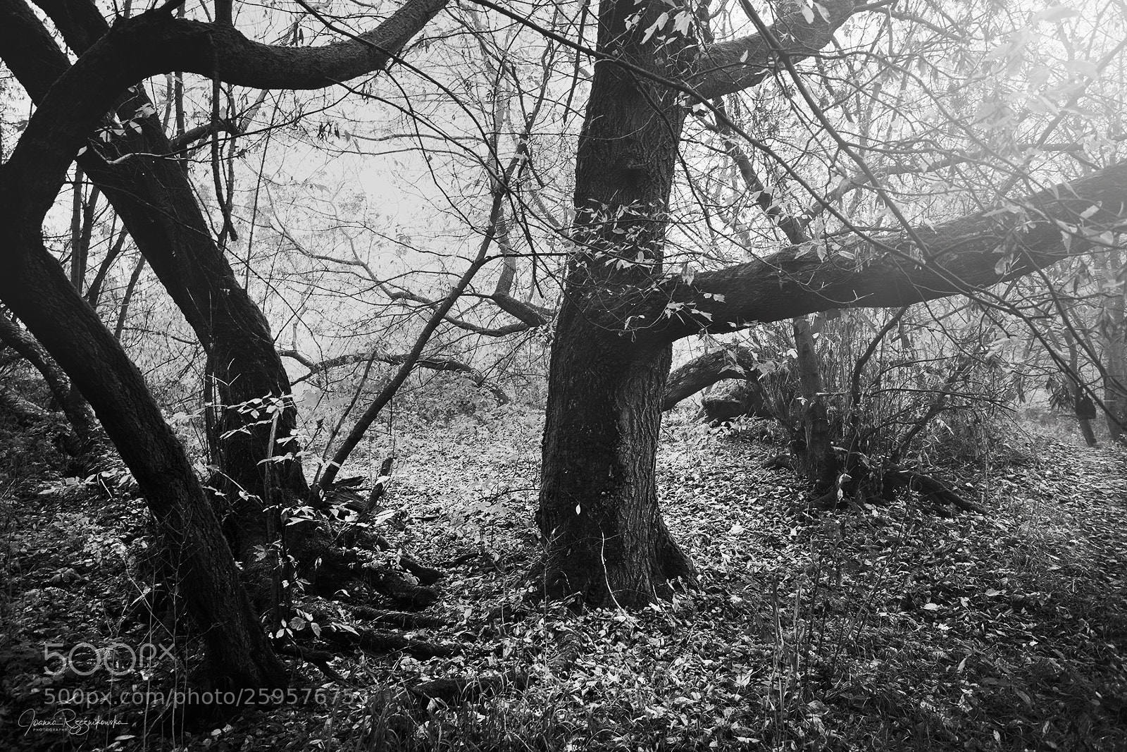 Canon EOS 5D Mark II sample photo. How dark is your photography