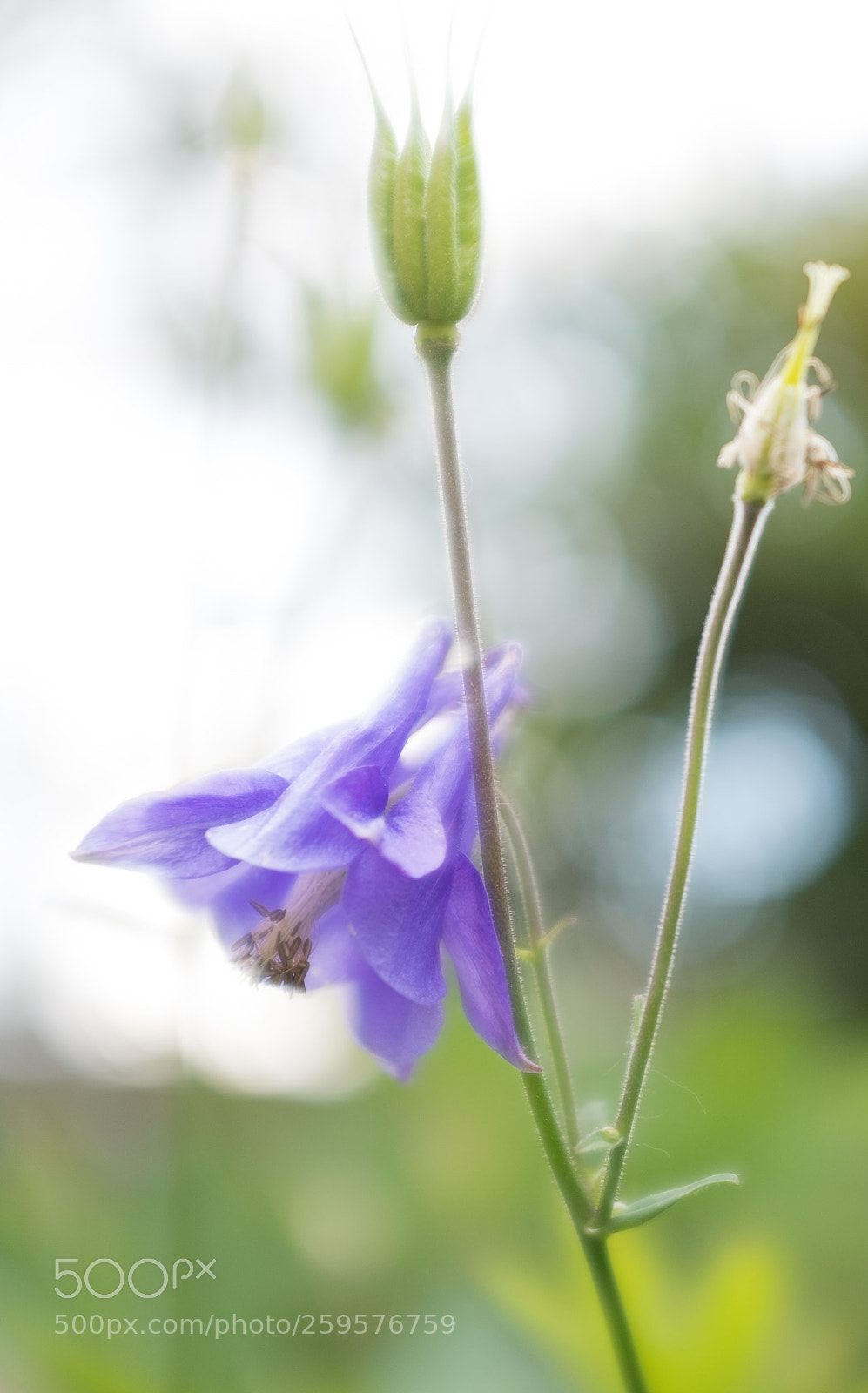 Fujifilm X100F sample photo. Violet green flower photography