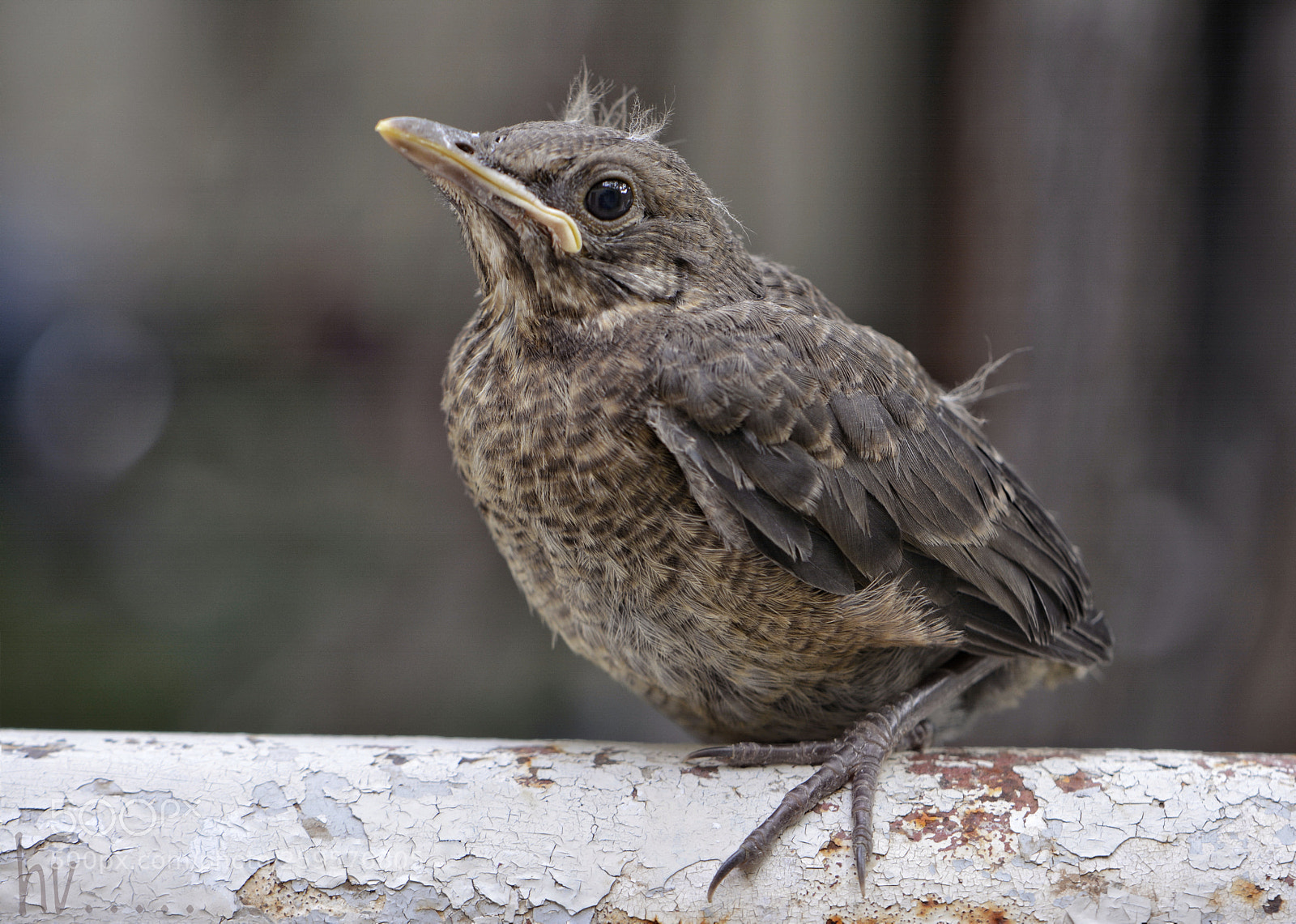 Nikon D7100 sample photo. Birdy photography