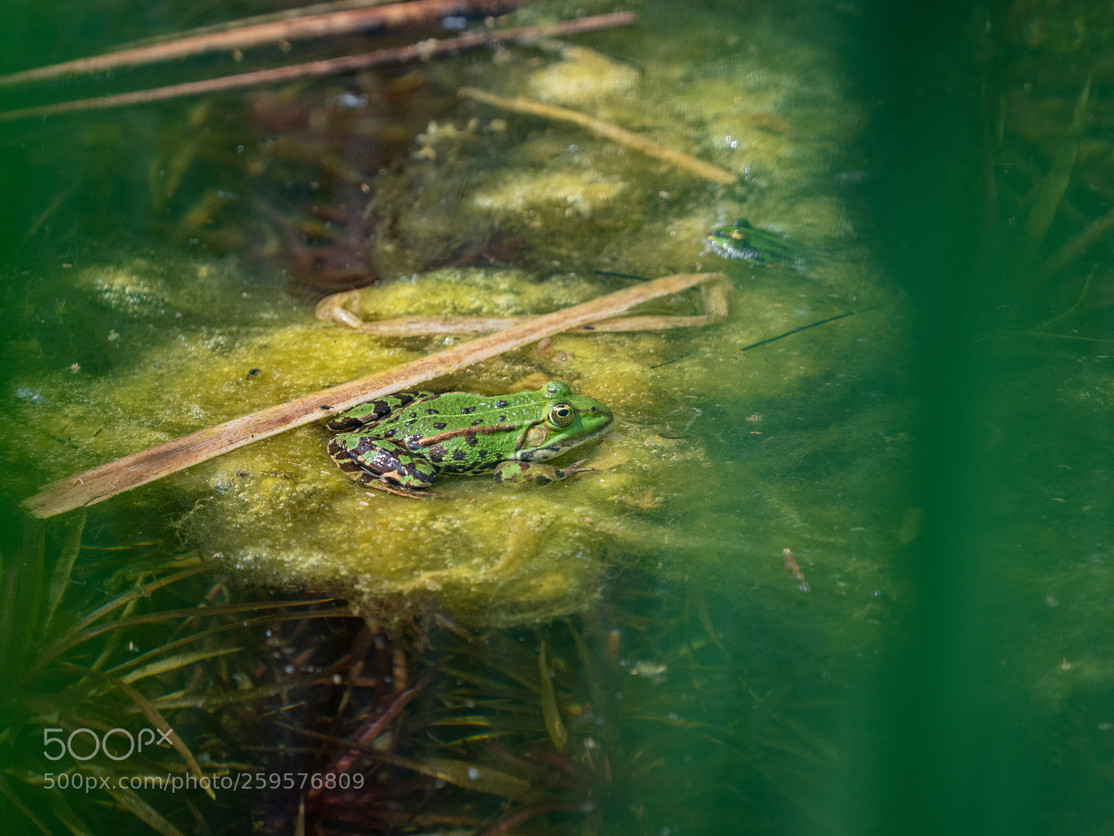 Olympus OM-D E-M5 II sample photo. Teichfrosch (pelophylax „esculentus“) photography