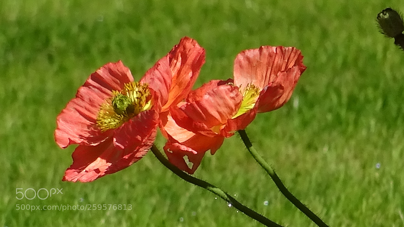 Sony DSC-HX60V sample photo. Fleurs photography