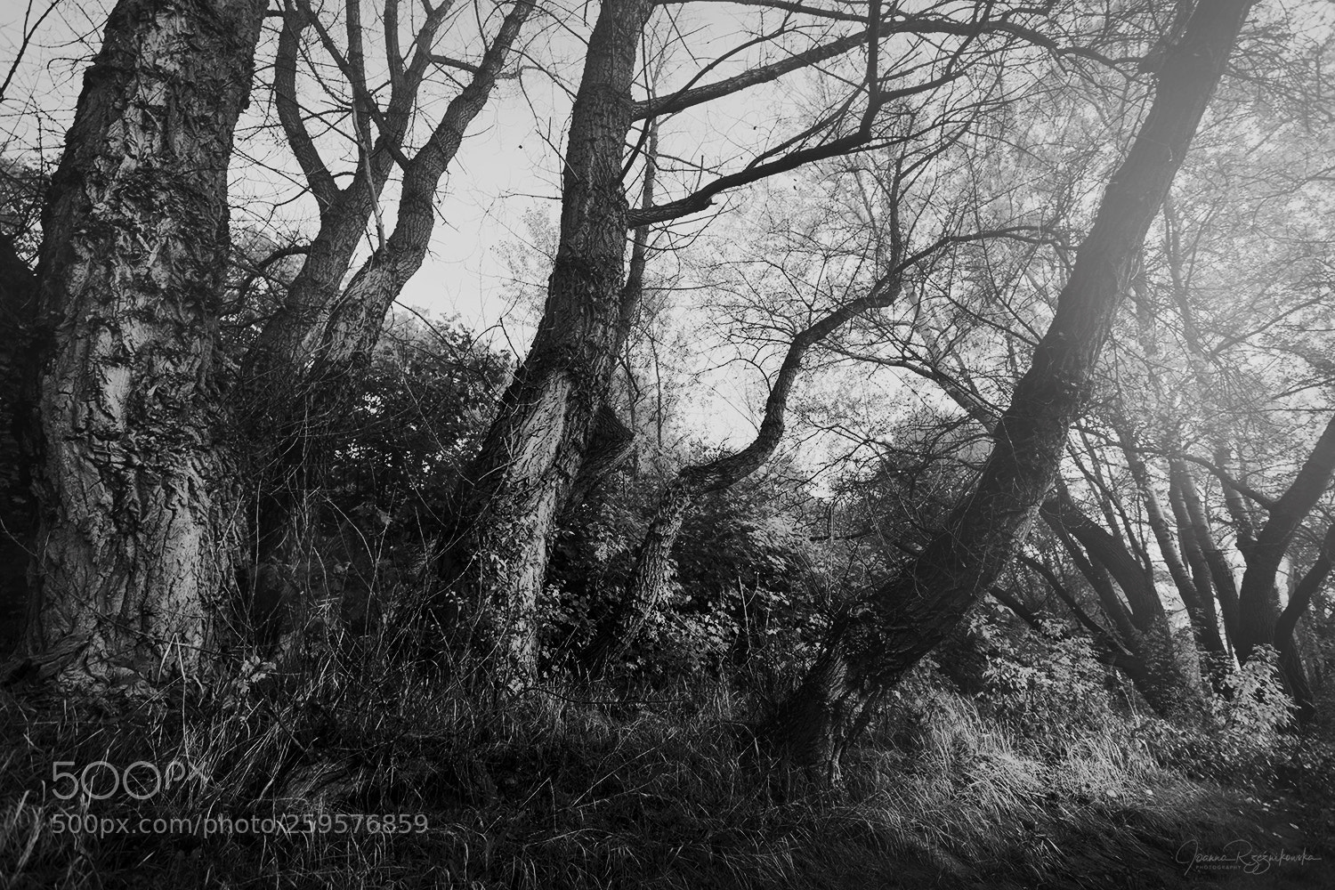 Canon EOS 5D Mark II sample photo. How dark is your photography