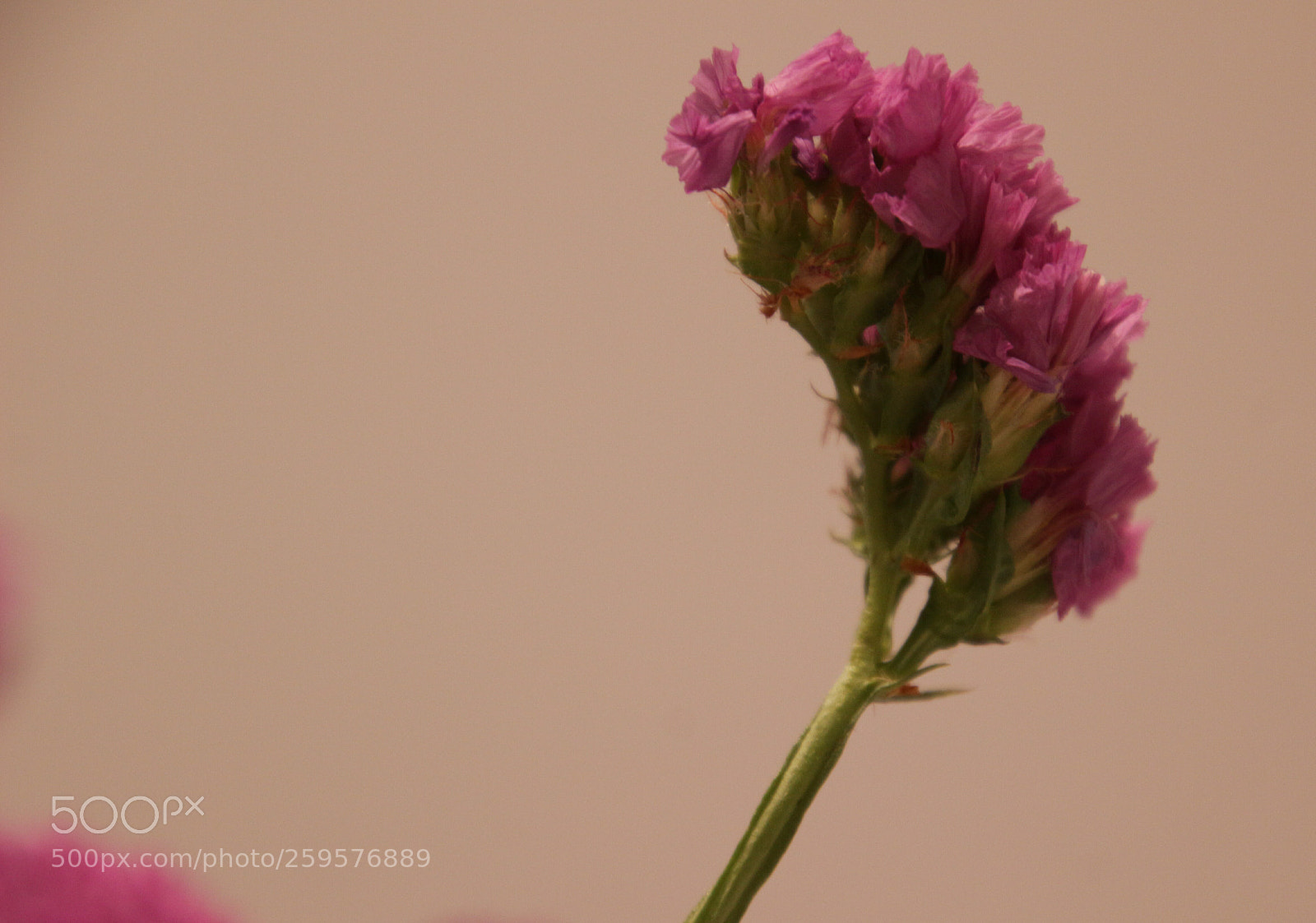 Canon EOS 100D (EOS Rebel SL1 / EOS Kiss X7) sample photo. Pembe cennet photography